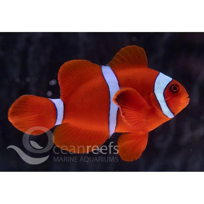 Maroon White Stripe Anemonefish - Ocean Reefs Marine Aquariums