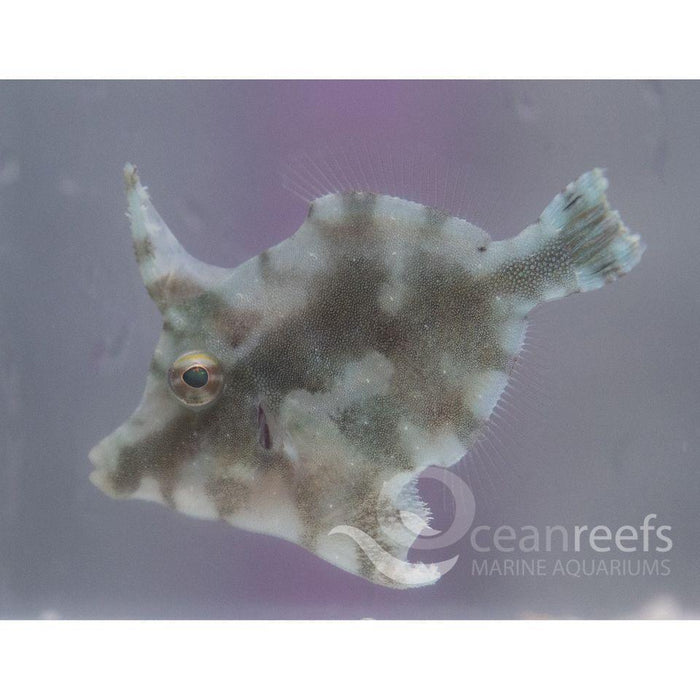 Matted Filefish - Ocean Reefs Marine Aquariums