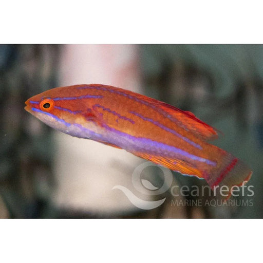 Mccosker's Flasher Wrasse - Ocean Reefs Marine Aquariums