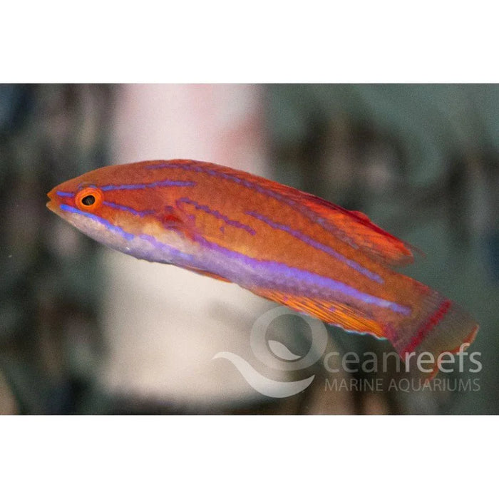Mccosker's Flasher Wrasse - Ocean Reefs Marine Aquariums