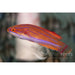 Mccosker's Flasher Wrasse - Ocean Reefs Marine Aquariums