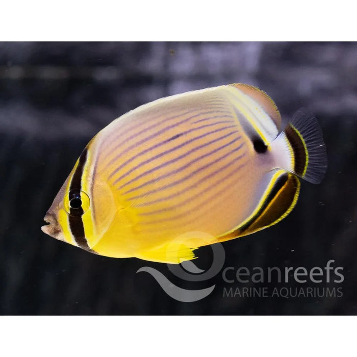 Melon Butterfly - Ocean Reefs Marine Aquariums