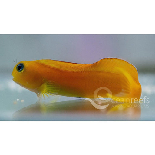 Midas Blenny - Ocean Reefs Marine Aquariums