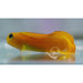 Midas Blenny - Ocean Reefs Marine Aquariums