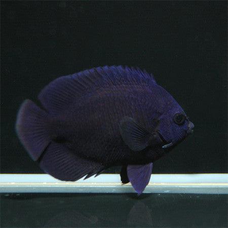 Midnight Angelfish - Ocean Reefs Marine Aquariums