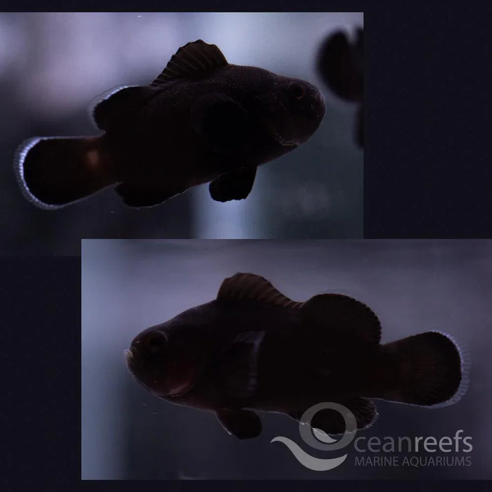 Midnight Clownfish Pair - Ocean Reefs Marine Aquariums