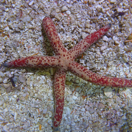 Minature multicoloured Linkia - Ocean Reefs Marine Aquariums