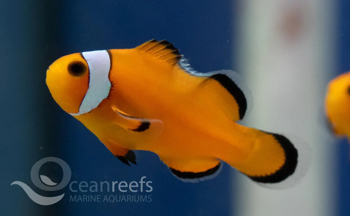 Misbarred Ocellaris Anemonefish - Ocean Reefs Marine Aquariums