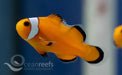 Misbarred Ocellaris Anemonefish - Ocean Reefs Marine Aquariums