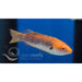 Monsoon Fairy wrasse - Ocean Reefs Marine Aquariums