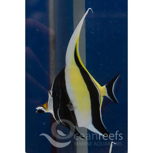 Moorish Idol - Ocean Reefs Marine Aquariums