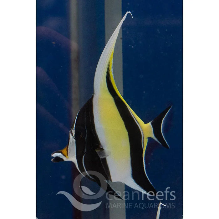 Moorish Idol - Ocean Reefs Marine Aquariums
