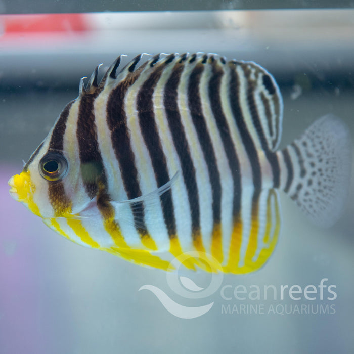 Multibar Angelfish - Ocean Reefs Marine Aquariums