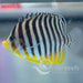 Multibar Angelfish - Ocean Reefs Marine Aquariums