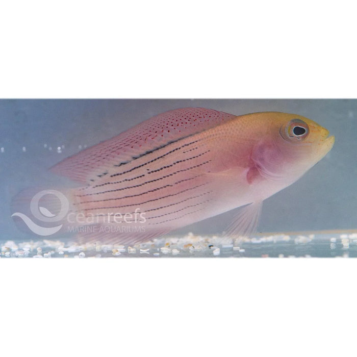 Multicoloured Dottyback - Ocean Reefs Marine Aquariums