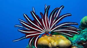 Coloured feather star