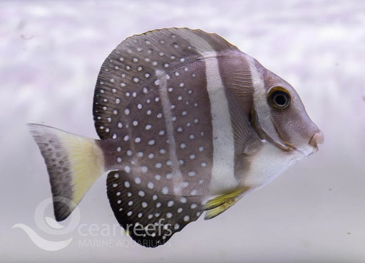 Mustard Tang - Ocean Reefs Marine Aquariums