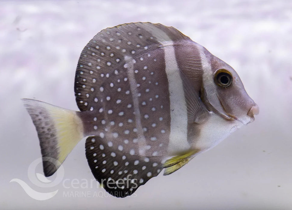 Mustard Tang - Ocean Reefs Marine Aquariums