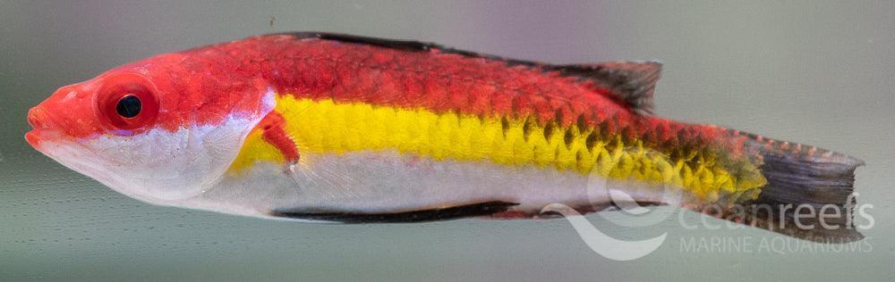 Naoko Wrasse - Ocean Reefs Marine Aquariums