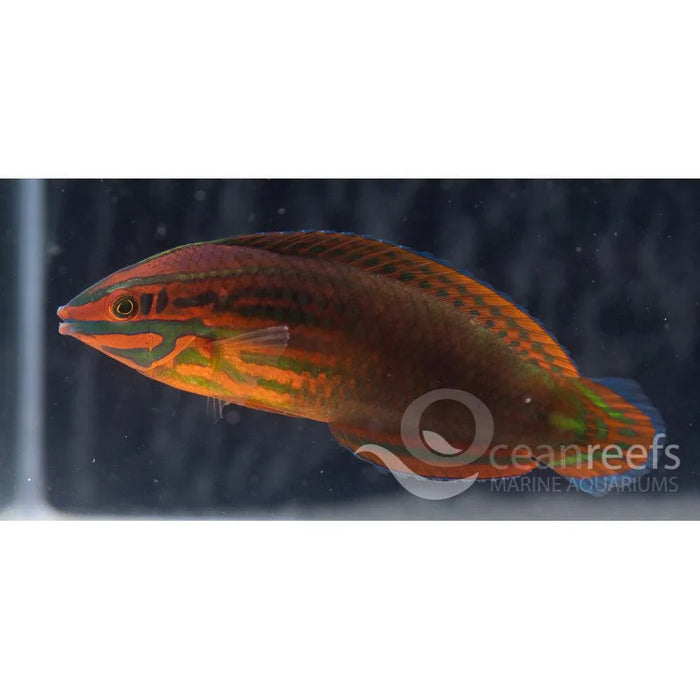 Neon Wrasse - Ocean Reefs Marine Aquariums