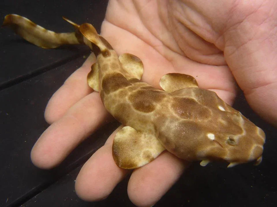 Northern Wobbegong Shark Baby - Ocean Reefs Marine Aquariums