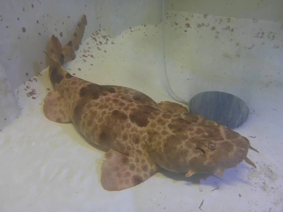Northern Wobbegong Shark - Ocean Reefs Marine Aquariums