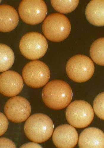 Ocean Nutrition Brine Shrimp Eggs - Ocean Reefs Marine Aquariums