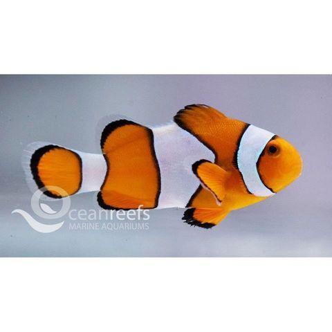Ocellaris Anemonefish - Ocean Reefs Marine Aquariums