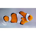 Ocellaris Anemonefish - Ocean Reefs Marine Aquariums