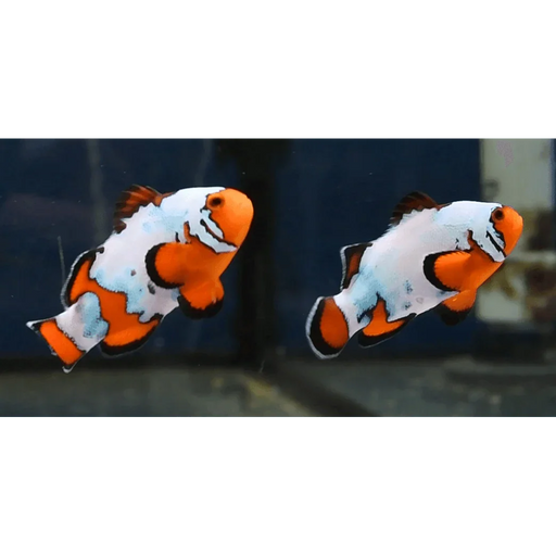 Opal Snowflake Clownfish Pair - Ocean Reefs Marine Aquariums