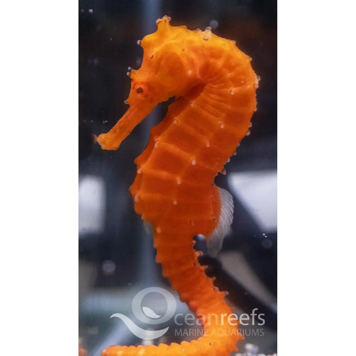 Orange Angustus Seahorse - Ocean Reefs Marine Aquariums