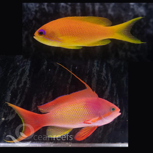 Orange Anthia Pack - Ocean Reefs Marine Aquariums