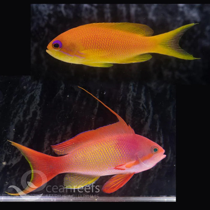 Orange Anthia Pack - Ocean Reefs Marine Aquariums