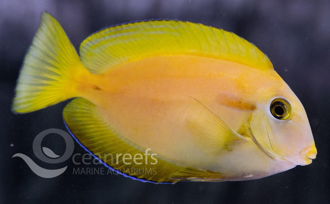 Orange Shoulder Tang - Ocean Reefs Marine Aquariums