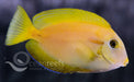 Orange Shoulder Tang - Ocean Reefs Marine Aquariums