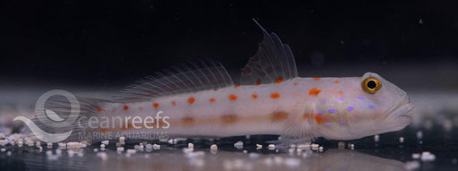 Orange Spot Sandsifter - Ocean Reefs Marine Aquariums