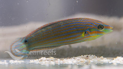 Orange Tipped Wrasse - Ocean Reefs Marine Aquariums