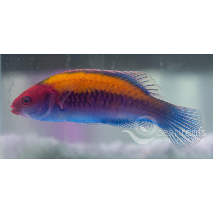 Orange Top Fairy wrasse - Ocean Reefs Marine Aquariums