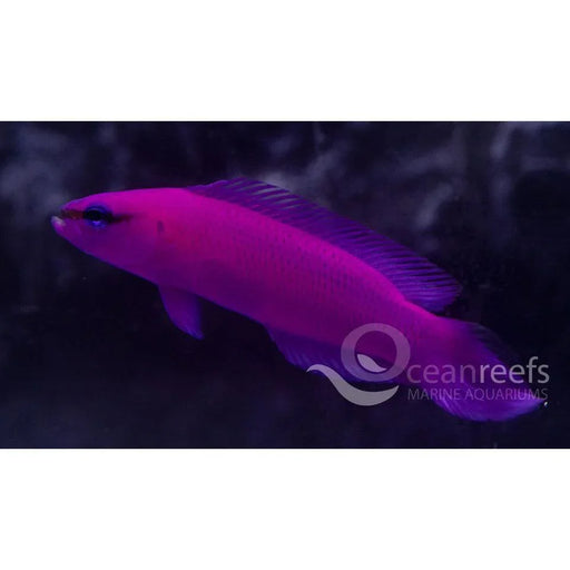 Orchid Dottyback (Captive Bred) - Ocean Reefs Marine Aquariums