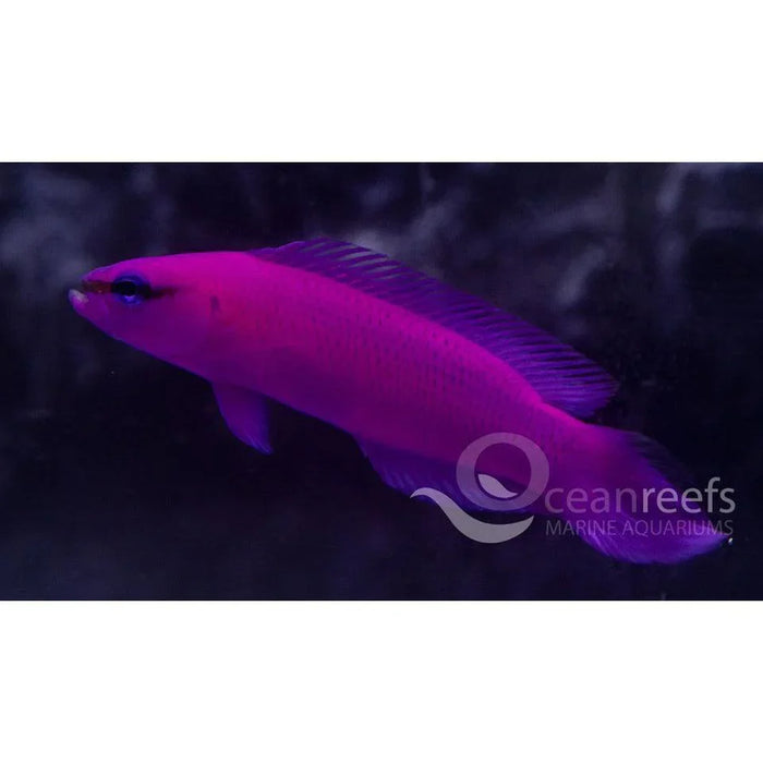 Orchid Dottyback (Captive Bred) - Ocean Reefs Marine Aquariums