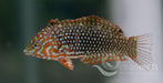 Ornate wrasse - Ocean Reefs Marine Aquariums