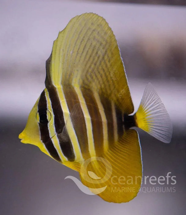 Pacific Sailfin Tang - Ocean Reefs Marine Aquariums