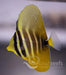 Pacific Sailfin Tang - Ocean Reefs Marine Aquariums