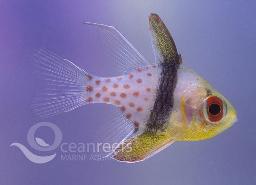 Pajama Cardinals - Ocean Reefs Marine Aquariums