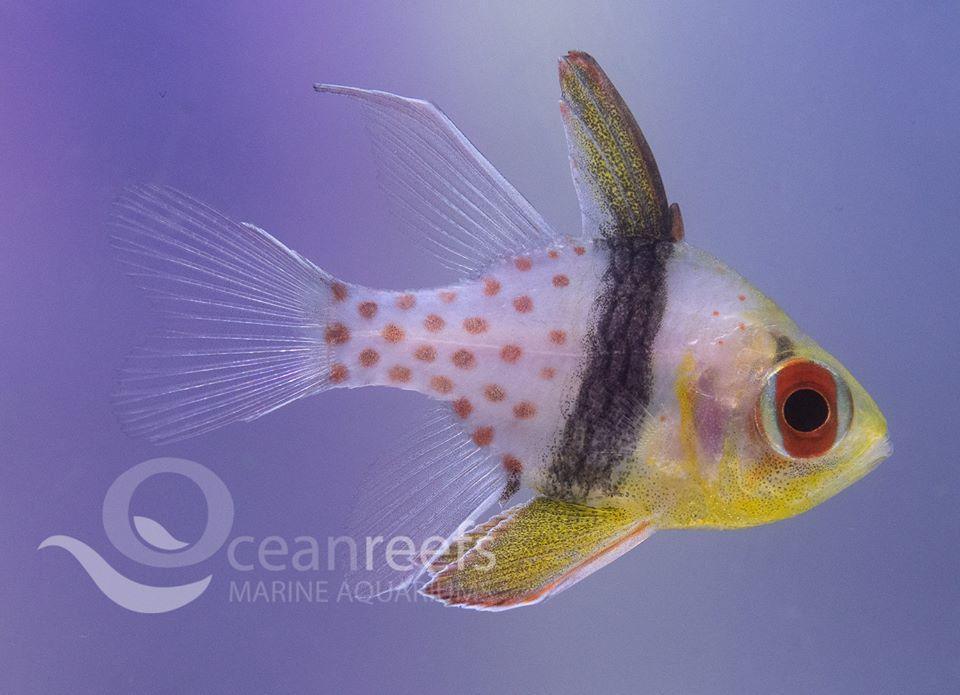 Pajama Cardinals - Ocean Reefs Marine Aquariums