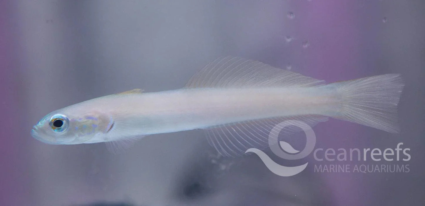 Pale Goby - Ocean Reefs Marine Aquariums