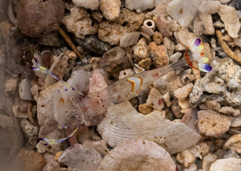 Peacock Anemone Shrimp - Ocean Reefs Marine Aquariums