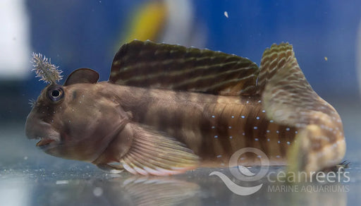 Peacock Blenny - Ocean Reefs Marine Aquariums
