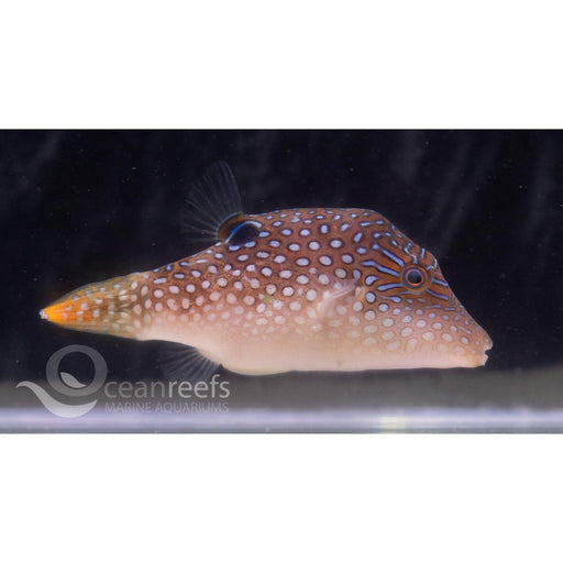 Pearl Toby - Ocean Reefs Marine Aquariums