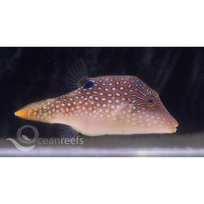 Pearl Toby - Ocean Reefs Marine Aquariums